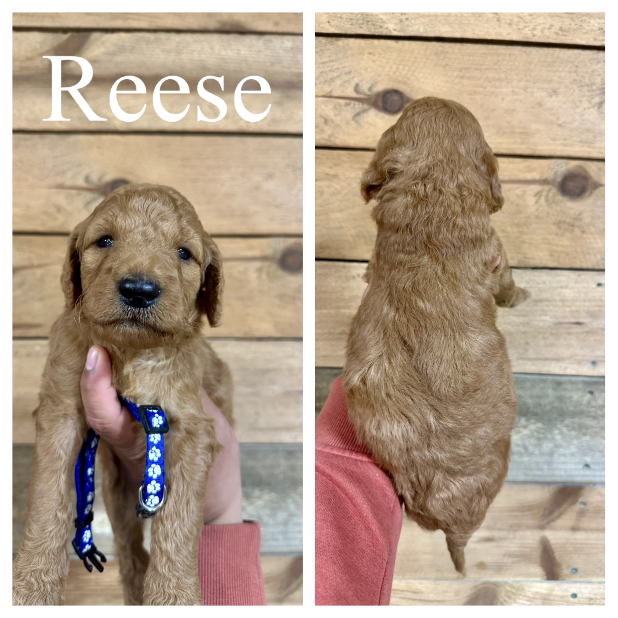 Reese 1